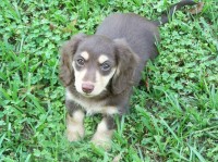 Tradewind Doxies Dachshund breeder