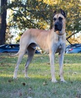 Karey Dawidowicz - Great Dane Stud