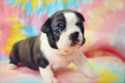 My Boston Babies