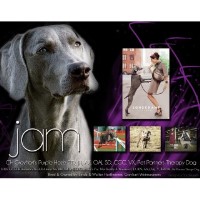 Grayhart Weimaraners Weimaraner breeder