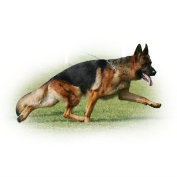 von Wa-Bo German Shepherds