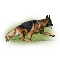 von Wa-Bo German Shepherds German Shepherd Dog for breeder