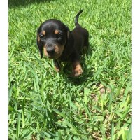 Wesley's Kennel Dachshund for breeder