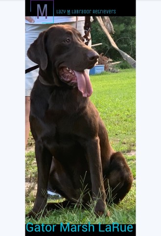 Lazy Bar M Labrador Retrievers