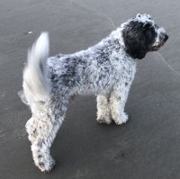 Yolodoodles - Goldendoodle Stud