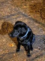 David Bradley - Labrador Retriever Stud