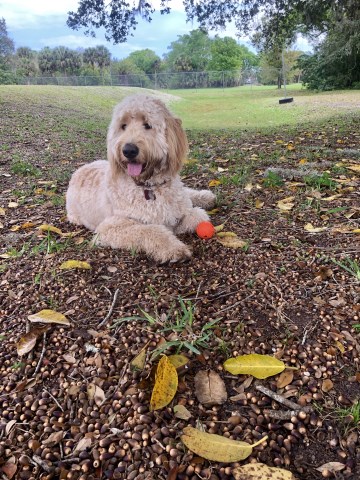 Goldendoodle Stud 26826