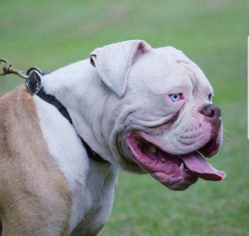 Ripline American Bulldogs