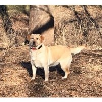 Dawson Labs Labrador Retriever for breeder