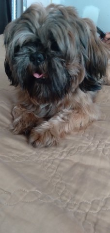 Shih Tzu Stud 28747