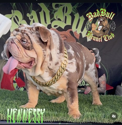 English Bulldog Stud 31931