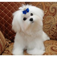 Maltese Breeders Virginia Beach Maltese Breeders Virginia Beach