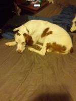 Lloyd Rivard - Brittany Stud