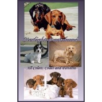 Starlight Dachshund Dachshund breeder