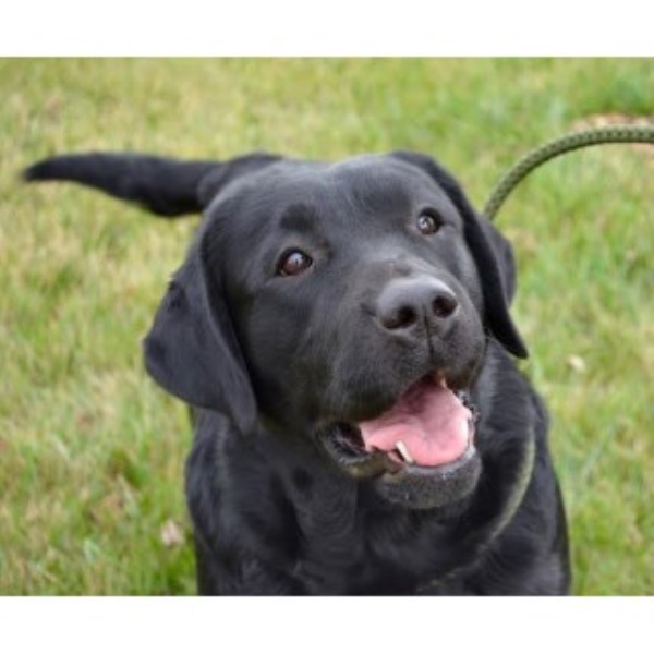 Labrador Retriever Breeder 24971