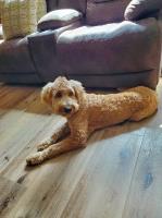 Robert - Goldendoodle Stud
