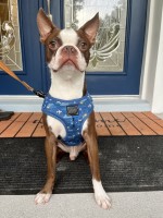 Gianni Bido - Boston Terrier Stud