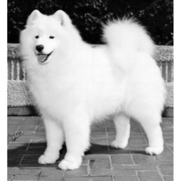 Samoyed Breeder 25049