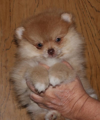 Roxy Pomeranian Puppies