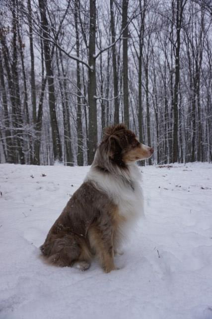 Miniature Australian Shepherd Stud 27077