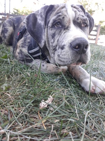 Cane Corso Stud 30289