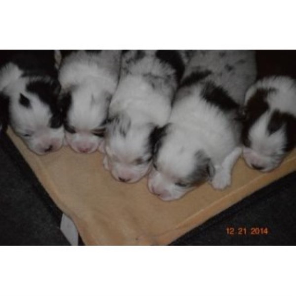 Miniature Australian Shepherd Breeder 22534