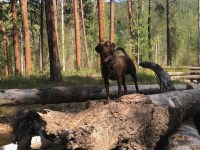 Ron or Jennifer Finch - Labrador Retriever Stud