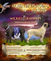 Noble's Queen of Dragons Mastiff breeder