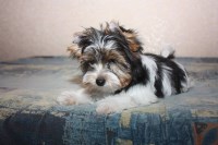 House of Wagging Tails. Yorkshire Terrier for breeder