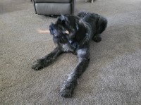 Alex Biel - Poodle Standard Stud