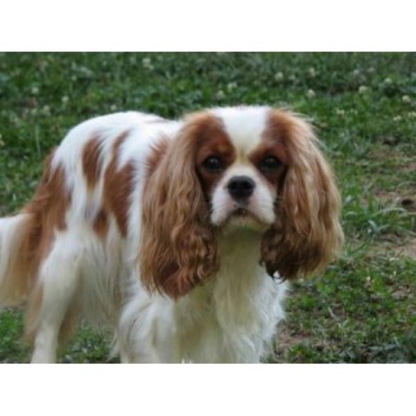 Cavalier King Charles Spaniel Breeder 21756