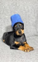 Izabella - Doberman Pinscher Breeder Doberman Pinscher breeder