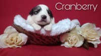 Great Pyrenees thumbnail