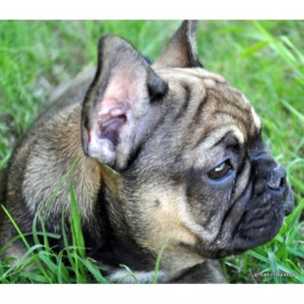 JP Ranch Bulldogs, French Bulldog Breeder in Conway, Arkansas