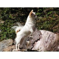 AKc. Whimsey Folly Chihuahuas- Chihuahua breeder