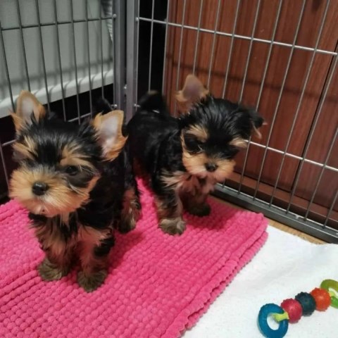 Yorkshire Terrier Stud 31819