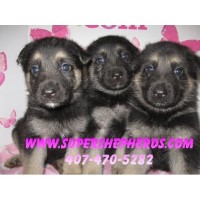 Super Shepherds German Shepherd Dog breeder