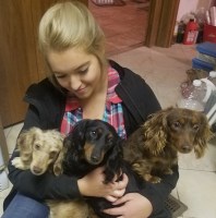 New Life Kennels Dachshund breeder