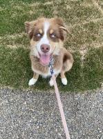 Elizabeth ponce - Australian Shepherd Dog Stud