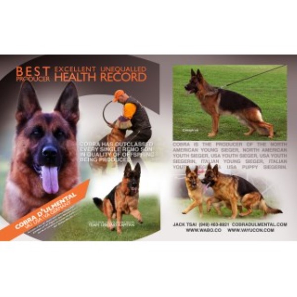 German Shepherd Dog Breeder 22543