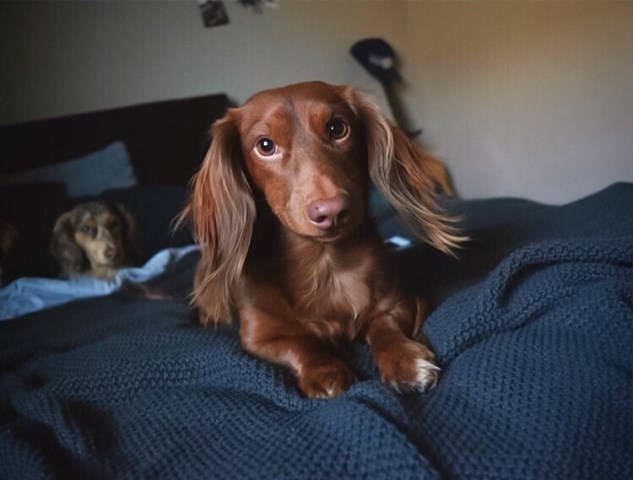 Marissa Rose Dachshunds