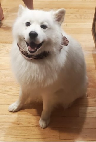 Samoyed Stud 29262