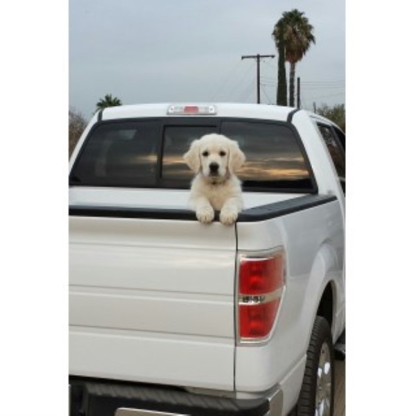 Golden Retriever Breeder 25235