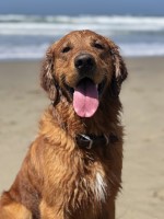 Tanner Silveira - Golden Retriever Stud