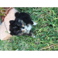 Pomloves.com Pomeranian breeder