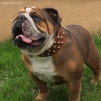 Jay - English Bulldog Stud