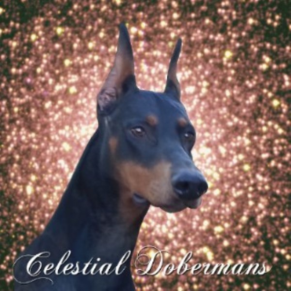 Celestial Dobermans Doberman Pinscher Breeder in Napoleon Ohio