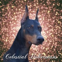 Celestial Dobermans Doberman Pinscher breeder