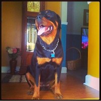 Jb's Rottweiler breeder