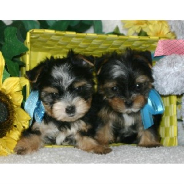 Yorkshire Terrier Breeder 21426